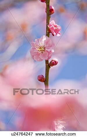 Stock Photo - Close-up of plum blossoms. Fotosearch