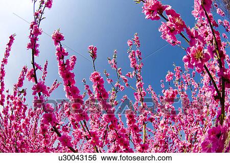 Stock Photograph - Close-up of plum blossoms. Fotosearch