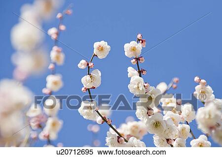 Close-up of plum blossoms View Large Photo Image Stock Photography - Close-up of plum blossoms. Fotosearch