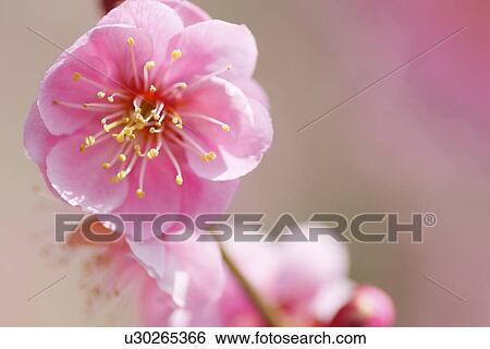 Stock Photograph - Close up of plum flowers, differential focus. Fotosearch
