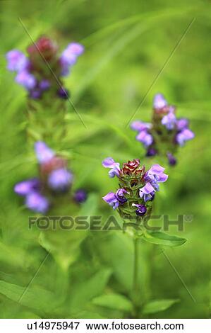 Stock Photo - Close Up of Prunella Vulgaris. Fotosearch