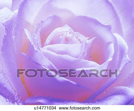 Picture - Close-up of purple rose with dew drops. Fotosearch