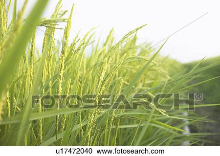 Stock Image - Close-up of rice crops. Fotosearch