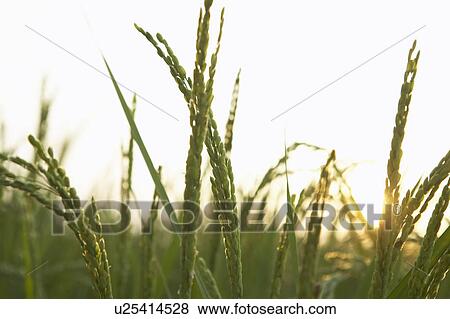 Stock Photo - Close-up of rice crops. Fotosearch