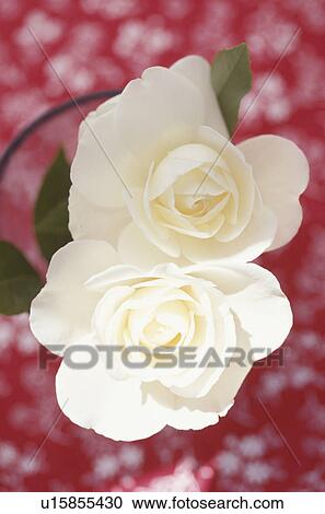 Close-up of roses View Large Photo Image Stock Image - Close-up of roses. Fotosearch