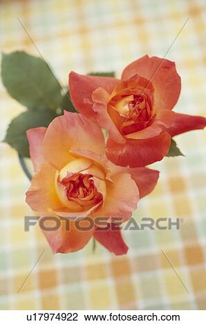 Stock Image - Close-up of roses. Fotosearch