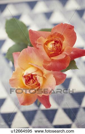 Stock Photography - Close-up of roses. Fotosearch