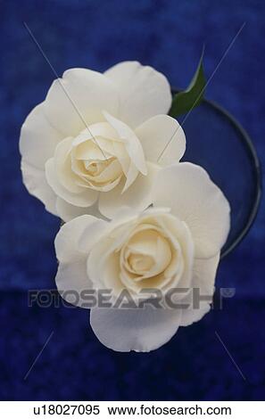 Stock Photography - Close-up of roses. Fotosearch