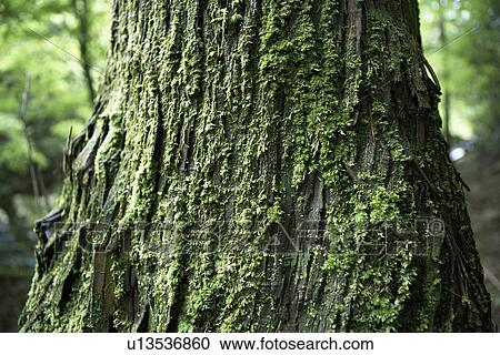 Stock Image - Close Up of Tree Trunk Covered With Moss. Fotosearch