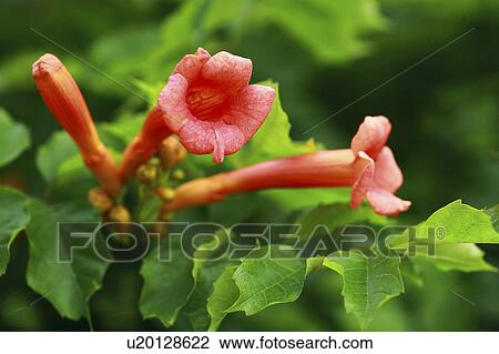 Close Up of Trumpet Honeysuckle View Large Photo Image Stock Image - Close Up of Trumpet Honeysuckle. Fotosearch