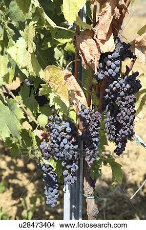 Picture - Close Up of Vine Grapes, San Gimignano, Florence, Italy . Fotosearch
