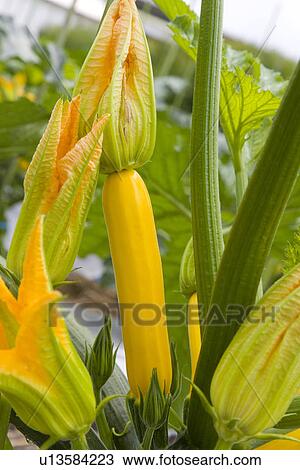 Close up of zucchini View Large Photo Image Stock Image - Close up of zucchini. Fotosearch