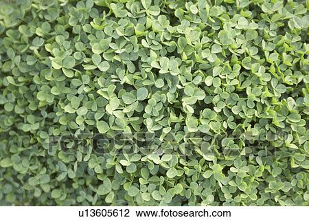 Stock Image - Clover leaves, close up, full frame. Fotosearch