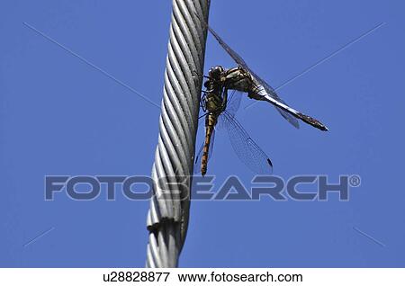 Stock Photo - Common Skimmer (Orthetrum albistylum speciosum) eating Sympetrum infuscatum. Fotosearch