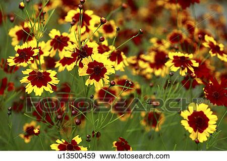 Stock Photo - Coreopsis flowers, close up. Fotosearch