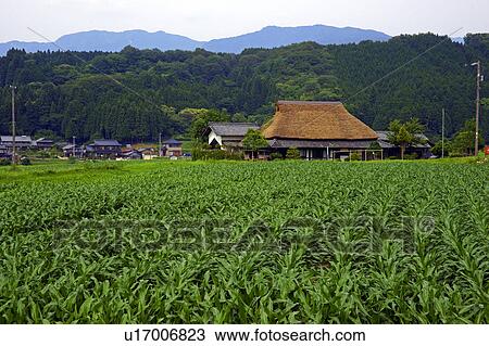 Stock Image - Corn field and Thatched Roof house. Fotosearch