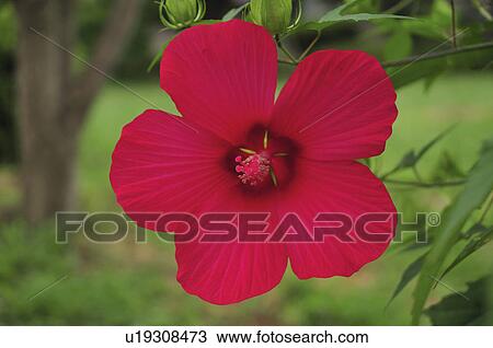 Stock Image - Cotton rosemallow (Hibiscus mutabilis). Fotosearch