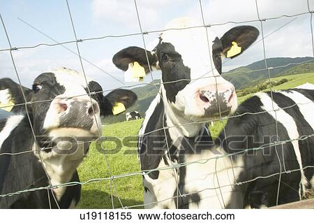 Stock Photography - Cows Behind the Fence. Fotosearch