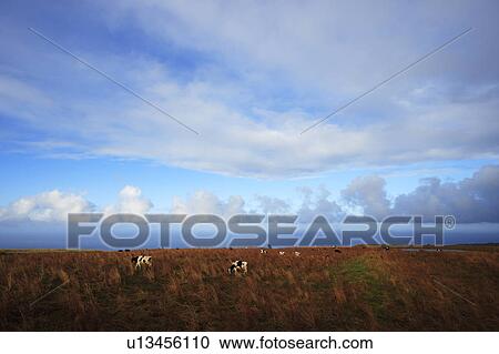 Cows Eating Grass in Meadow, Hawaii, USA View Large Photo Image Stock Image - Cows Eating Grass in Meadow, Hawaii, USA. Fotosearch