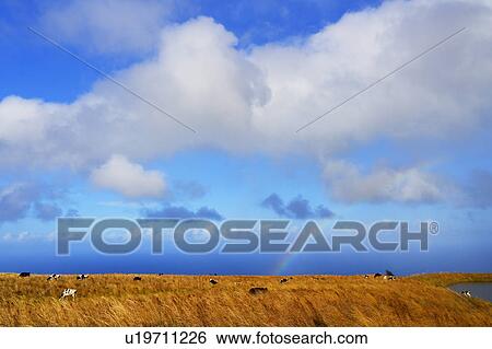 Cows Eating Grass in Meadow, Rainbow in the Blue Sky, Hawaii, USA View Large Photo Image Stock Photograph - Cows Eating Grass in Meadow, Rainbow in the Blue Sky, Hawaii, USA. Fotosearch
