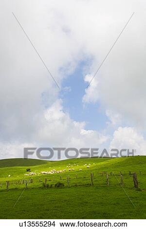 Picture - Cows grazing. Fotosearch