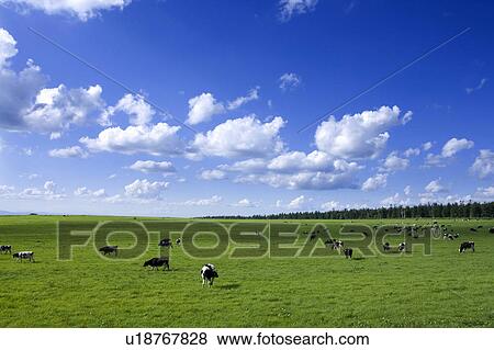 Stock Photo - Cows grazing. Fotosearch