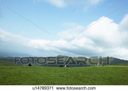 Stock Image - Cows in Pasture. Fotosearch