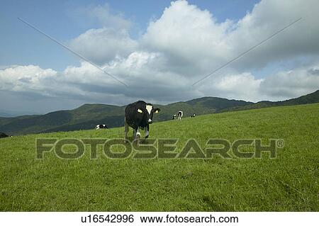 Stock Photograph - Cows in Pasture. Fotosearch
