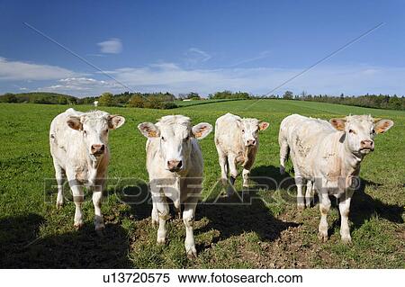 Stock Photography - Cows looking at camera in France. Fotosearch