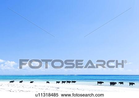 Cows on beach View Large Photo Image Stock Photography - Cows on beach. Fotosearch