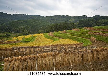 Picture - Crops being dried in fields. Fotosearch