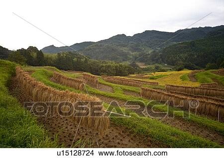 Picture - Crops being dried in fields. Fotosearch