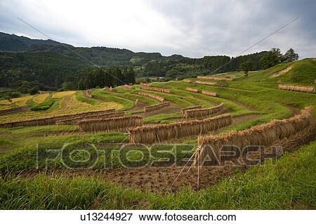 Stock Photo - Crops being dried in fields. Fotosearch