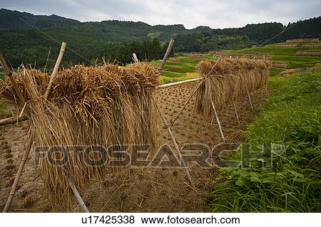 Stock Photo - Crops being dried in fields. Fotosearch