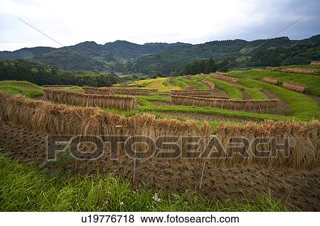 Stock Photo - Crops being dried in fields. Fotosearch