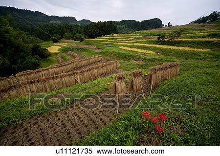 Crops being dried in fields View Large Photo Image Stock Photography - Crops being dried in fields. Fotosearch