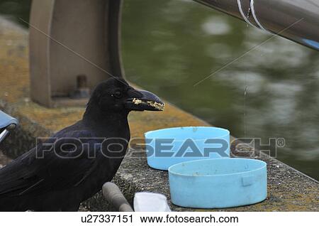 Stock Image - Crow eating fishing bait. Fotosearch
