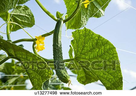 Cucumber on branch, close up View Large Photo Image Stock Photo - Cucumber on branch, close up. Fotosearch