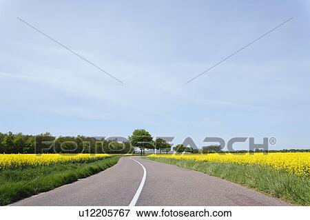 Stock Photo - Curved road and oilseed rape field in France. Fotosearch