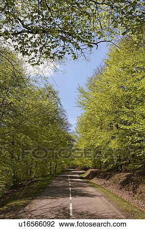 Stock Image - Curved road in France. Fotosearch