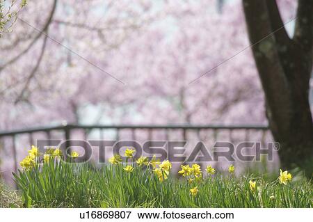 Daffodils View Large Photo Image Stock Photo - Daffodils. Fotosearch