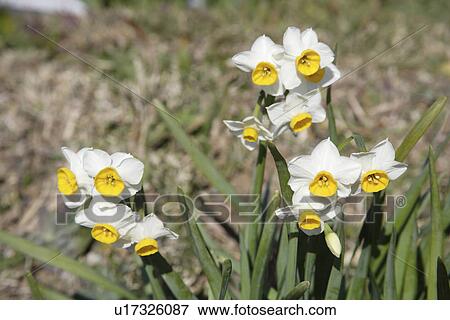 Stock Photo - Daffodils. Fotosearch