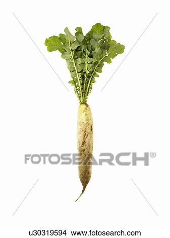 Picture - Daikon radish. Fotosearch