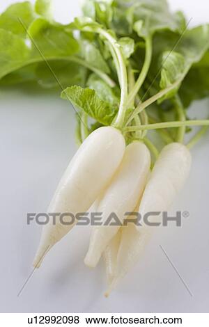 Stock Photo - Daikon radishes, close up, white background. Fotosearch