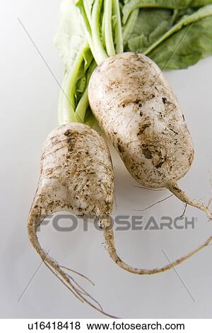 Daikon radishes, close up, white background View Large Photo Image Stock Photo - Daikon radishes, close up, white background. Fotosearch