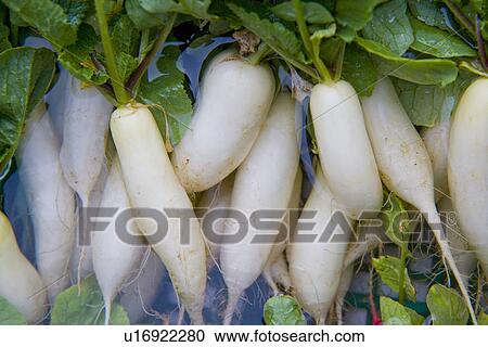 Daikon radishes in water, close up, full frame View Large Photo Image Stock Image - Daikon radishes in water, close up, full frame. Fotosearch