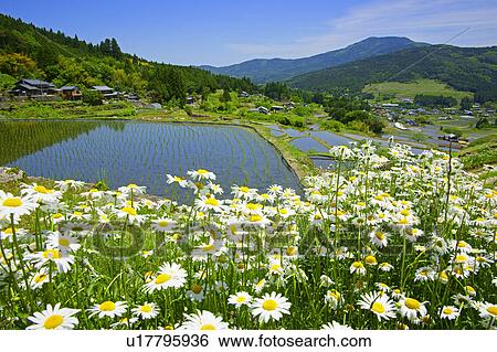 Stock Photograph - Daises and rice paddies. Fotosearch