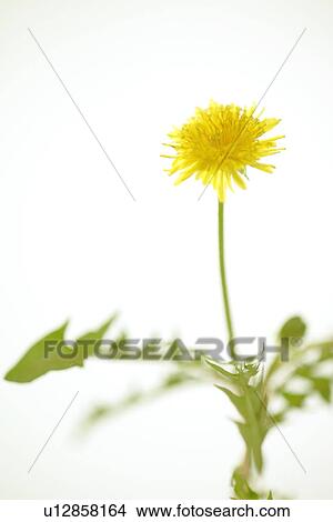 Picture - Dandelion. Fotosearch