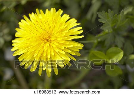 Stock Image - Dandelion. Fotosearch
