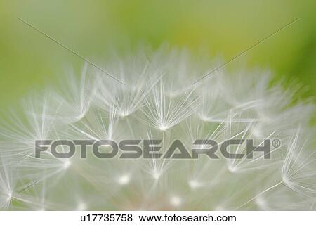 Stock Photo - Dandelion. Fotosearch